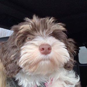 Meet your Posher, Kylie